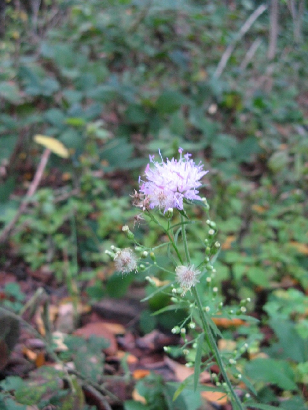 knautia...